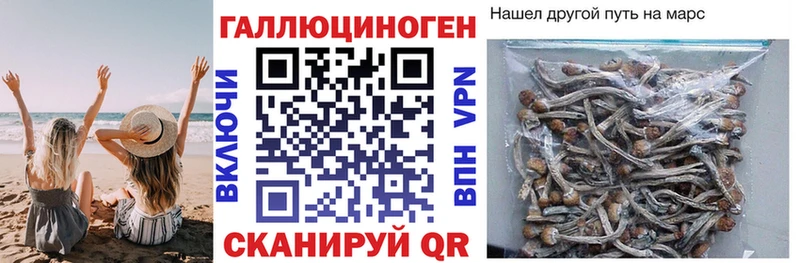 Купить  Солнечногорск  Псилоцибиновые грибы мицелий